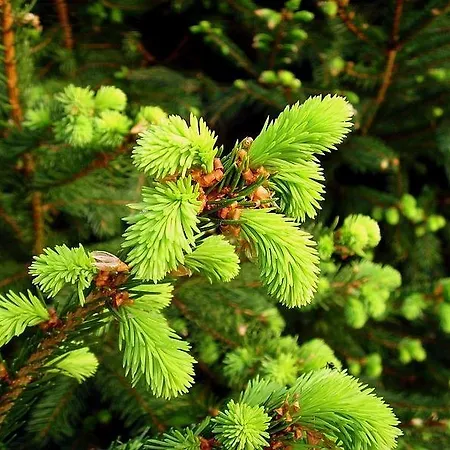 Gasthof Jagawirt - Gastehaus Alpina בית הארחה