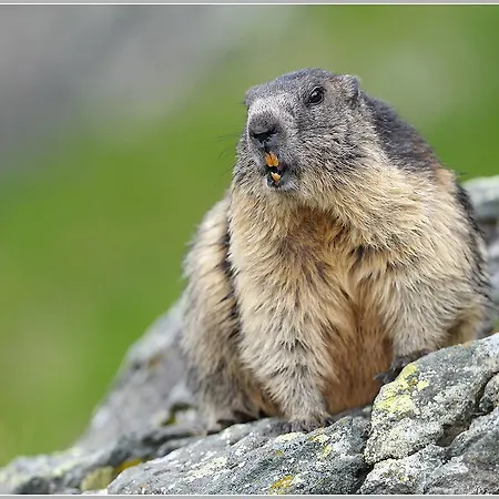 Gasthof Jagawirt - Gastehaus Alpina 3* סנט יקוב אין דפרגן